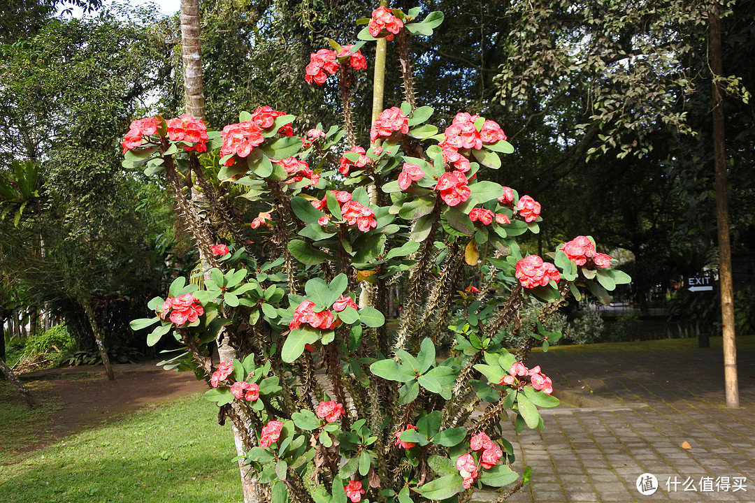 与京打马尼火山共进午餐——沉醉在乌布Ubud周边的风景