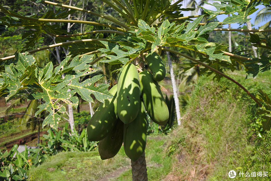 与京打马尼火山共进午餐——沉醉在乌布Ubud周边的风景