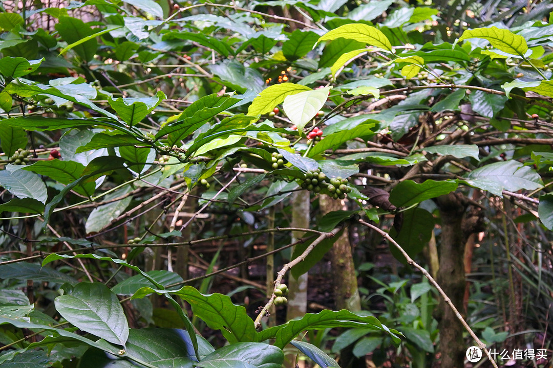 与京打马尼火山共进午餐——沉醉在乌布Ubud周边的风景