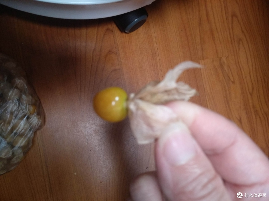 东北姑娘果(菇娘果/灯笼果,比小番茄好吃)黄姑娘水果北纬40度就不一样