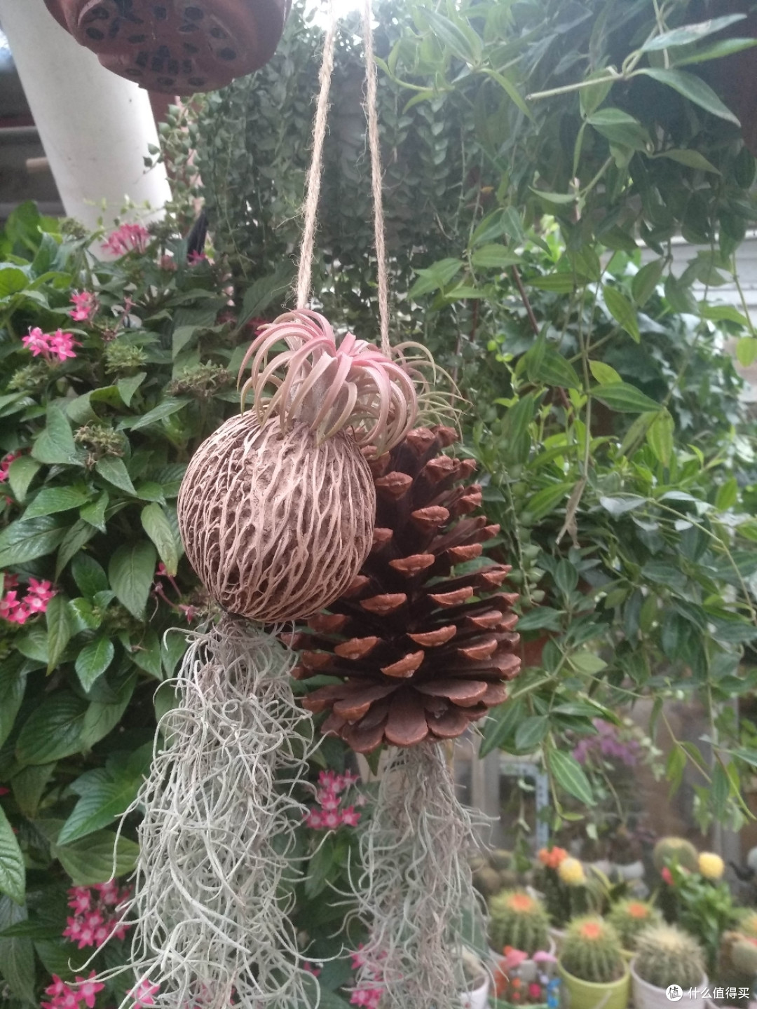 梅陇花鸟市场(就像逛植物园花市和水族馆一样)隐藏在1号线莲花路地铁站边