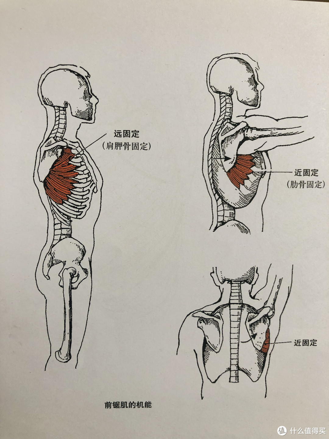 前锯肌位置示意图图片