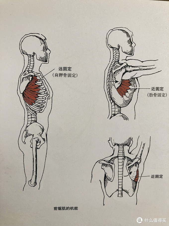 前锯肌运动图片