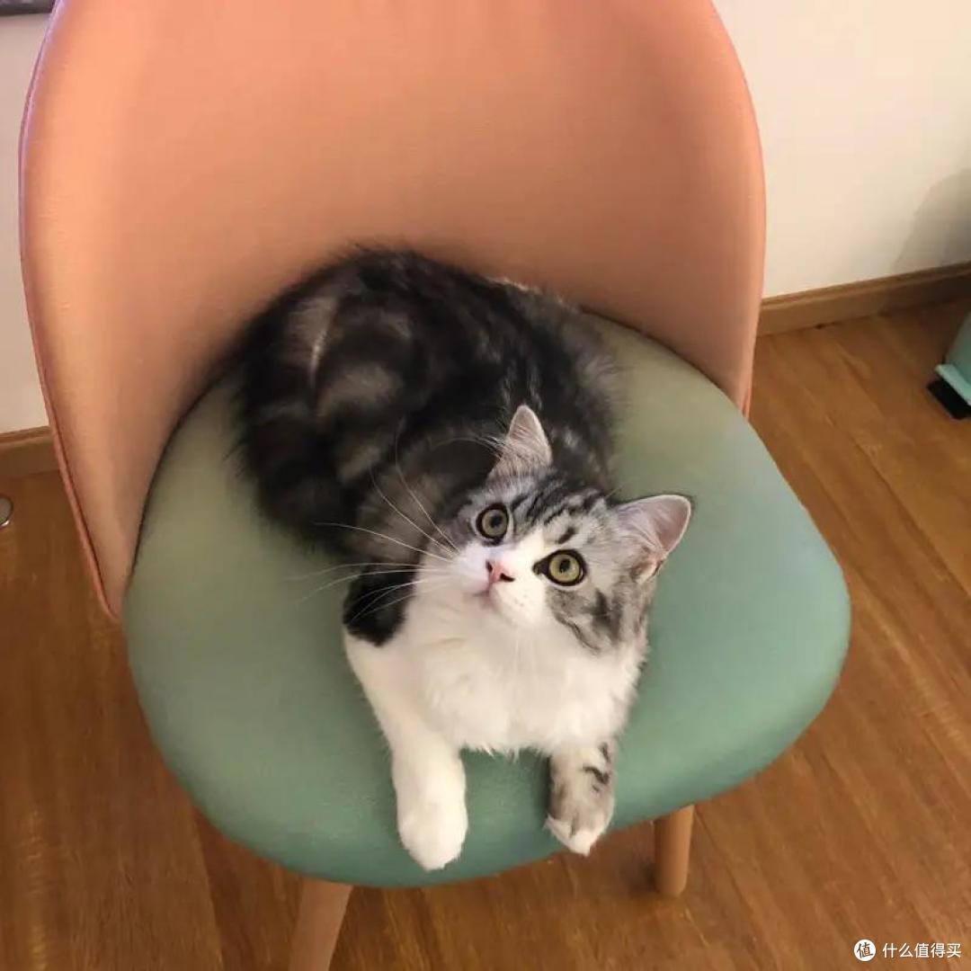 4款成猫粮大测评，主子软萌又健康的秘诀今天就公开