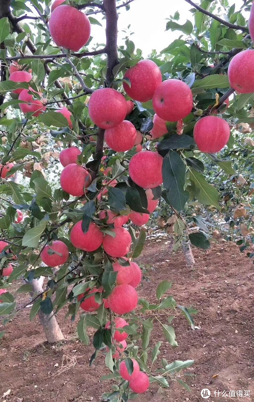 苹果果实太多，把果树枝都压弯了