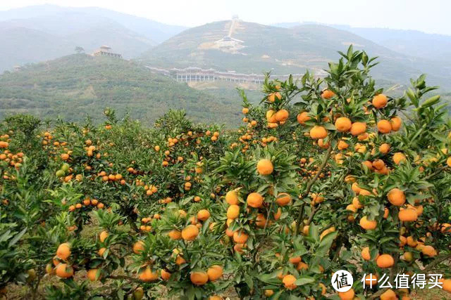 城固柑橘成熟的季节到啦