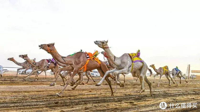 除了遍地黄沙，沙特旅游还有什么好玩的？