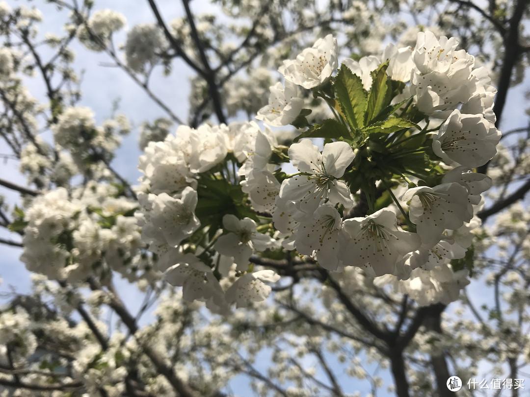 梨花节