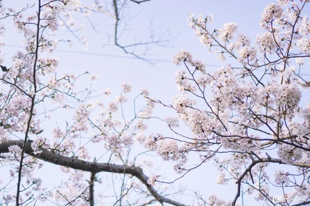 去日本不想人挤人,给你推荐个人少又能赏樱泡汤吃美食的好地方!