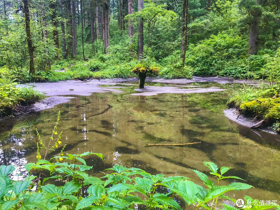 高山湿地