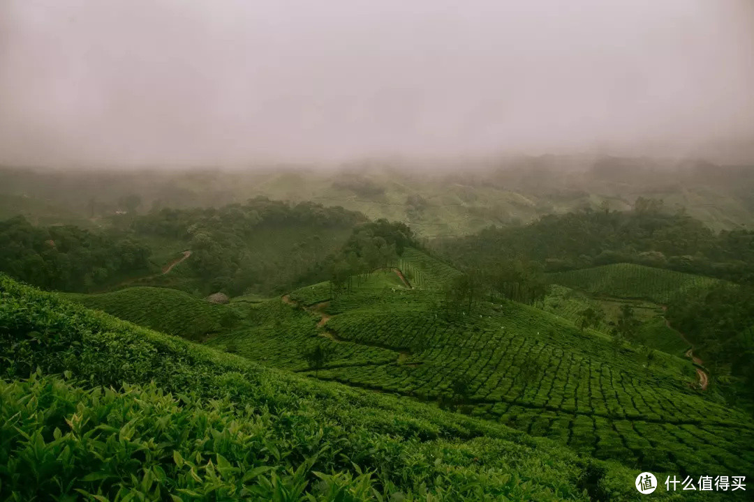 茶的世界之旅与异域风情