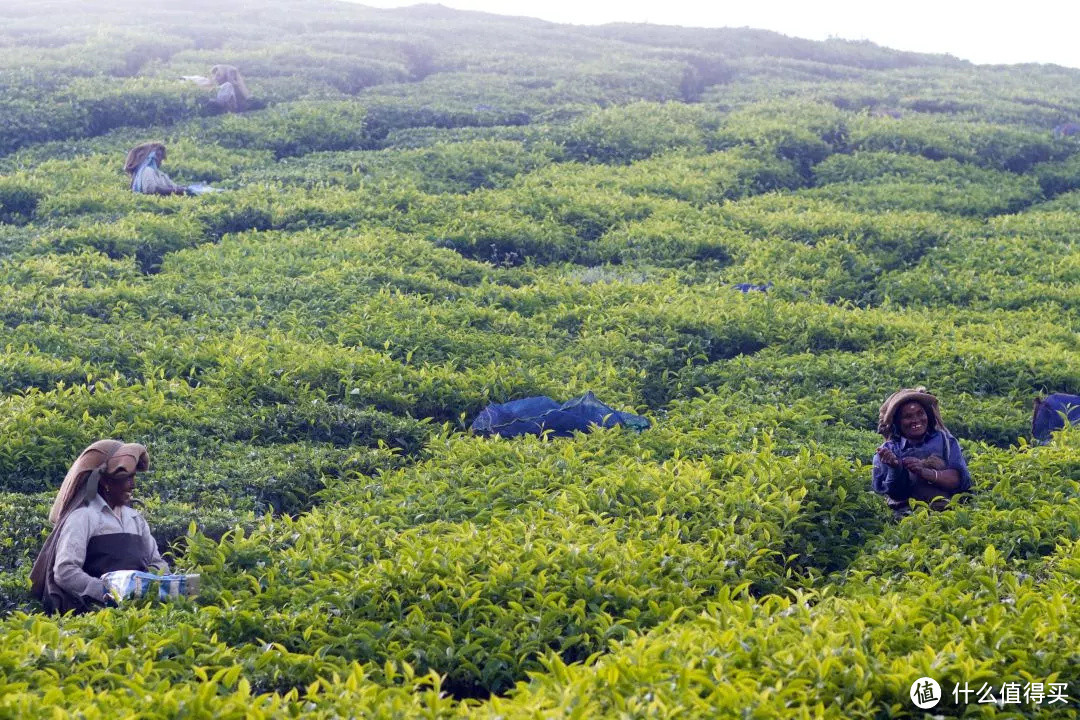 茶的世界之旅与异域风情