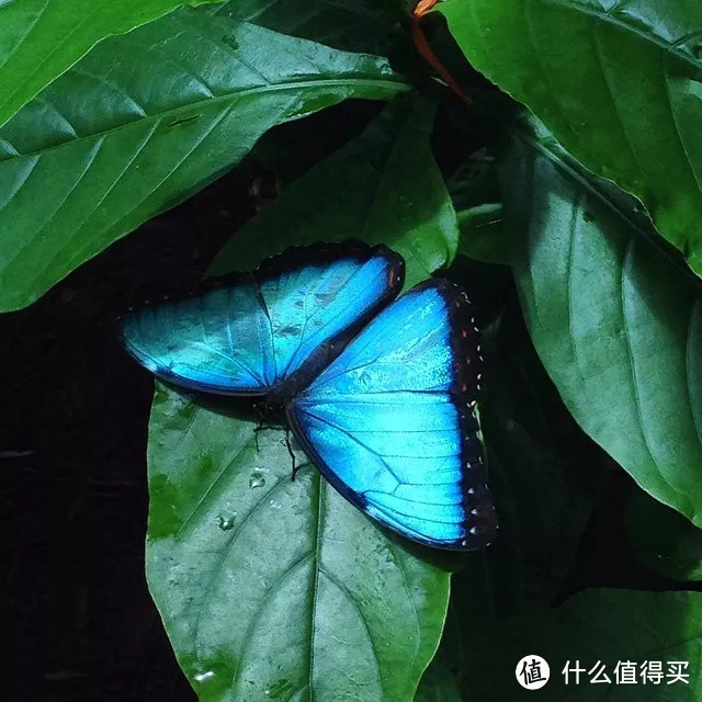 身处美国大陆南端，遥望古巴，这个把海明威迷倒的地方配得上“一生必去”