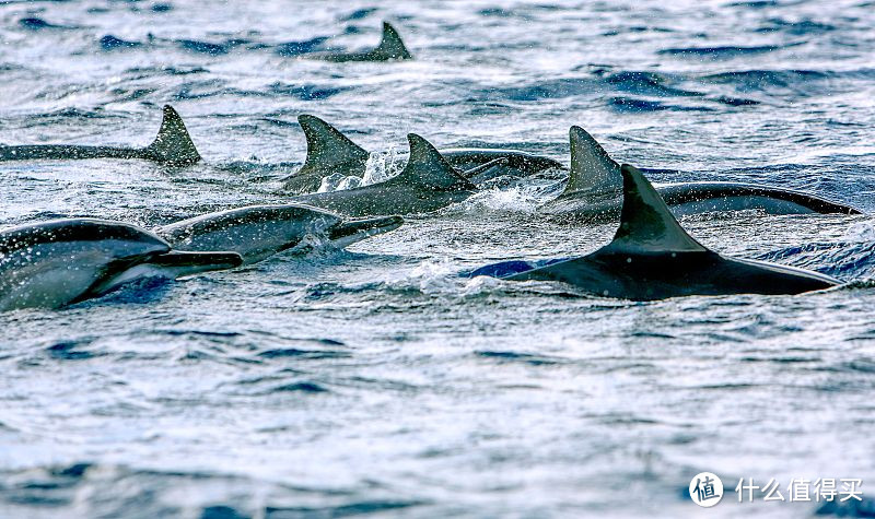 毛里求斯的海豚不怕人，有很多人乘坐快艇拦截海豚群然后跳船