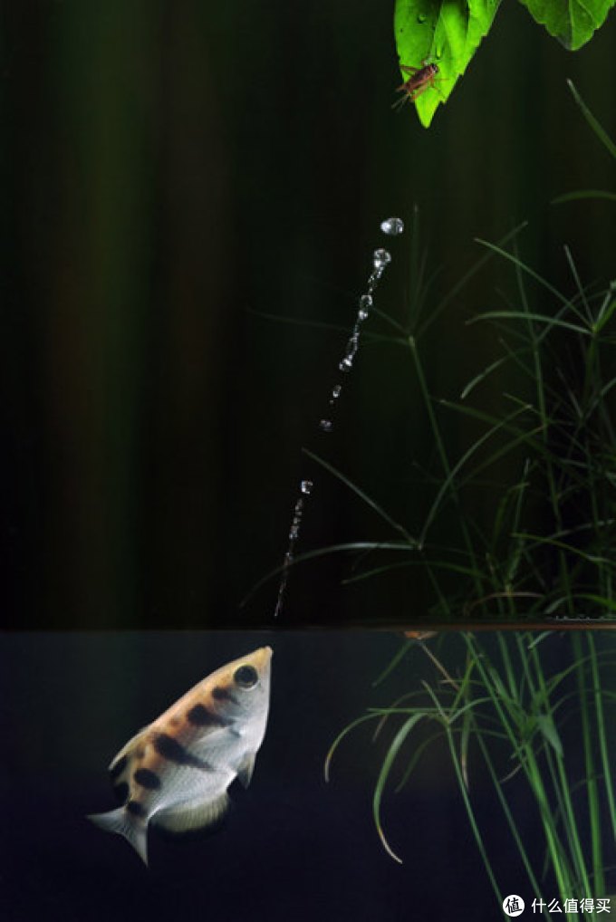 水族箱鱼缸的分类种类 新手养鱼鱼缸怎么选 什么值得买