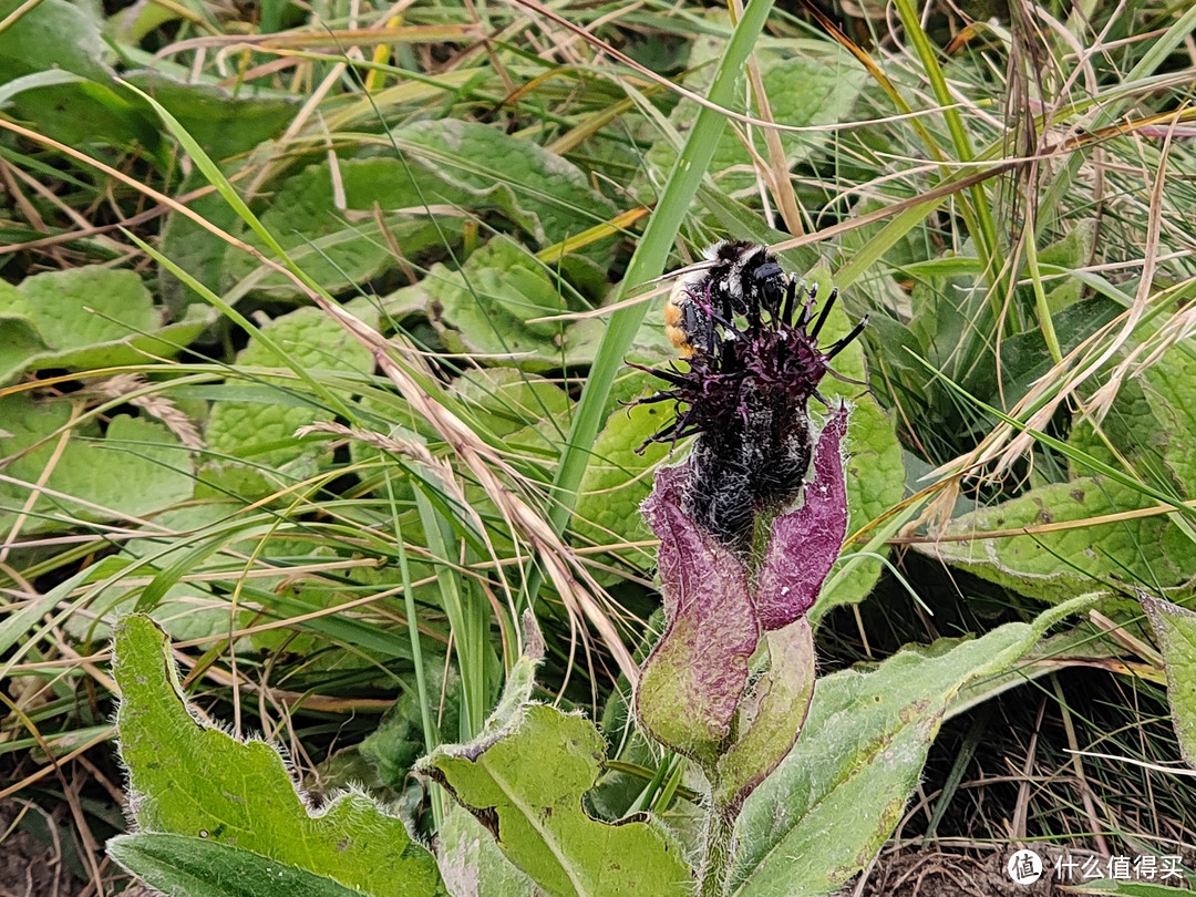 看到上面的蜜蜂了吗？此花叫紫苞风毛菊，主要是喂家畜的。