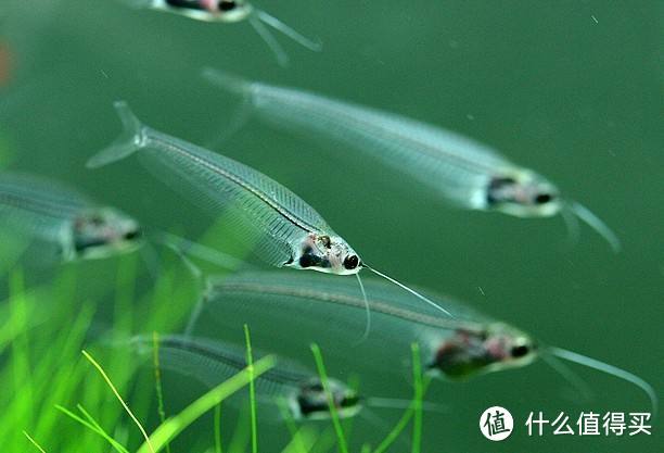 除了不方便陪你逛街，别的都很好——水族类宠物饲养漫谈