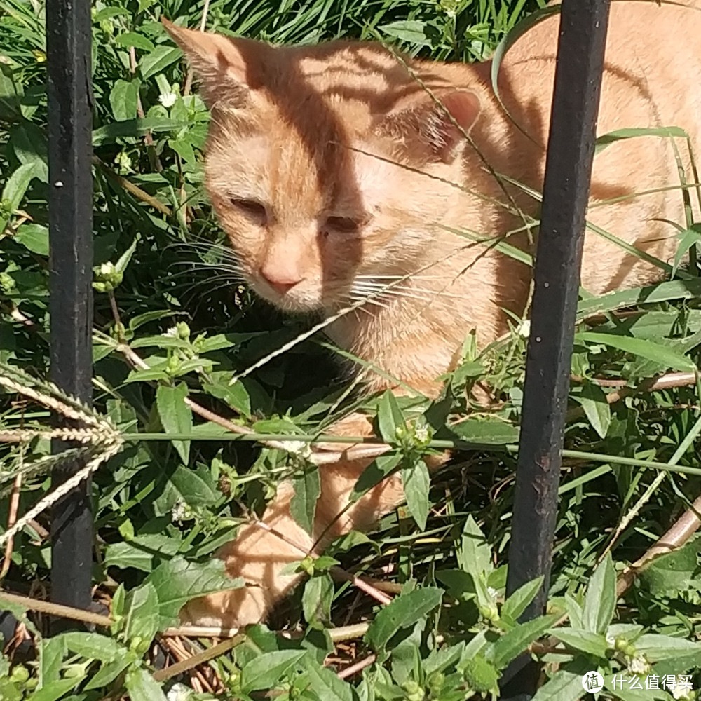 不严谨不专业佛系养猫不完全撸猫手册（内含大量猫片）年轻人慎入