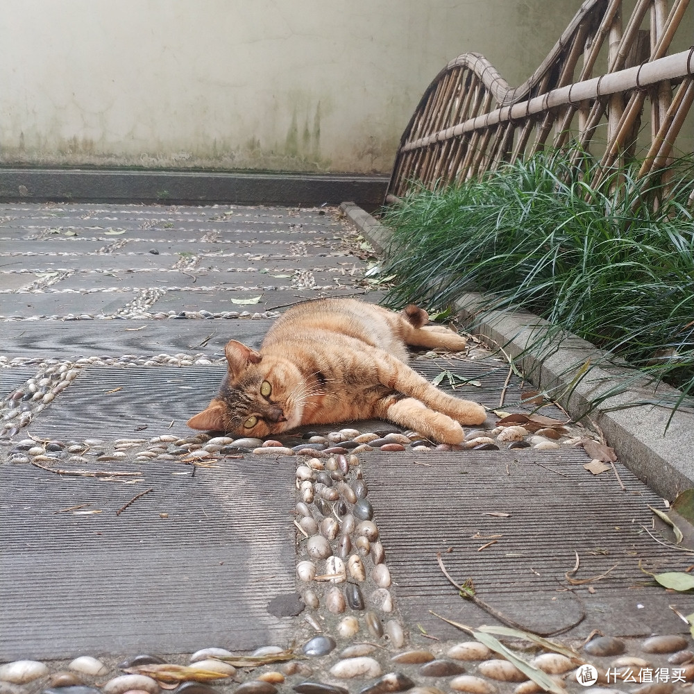 不严谨不专业佛系养猫不完全撸猫手册（内含大量猫片）年轻人慎入