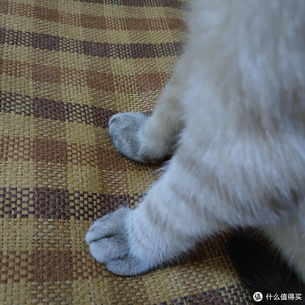 不严谨不专业佛系养猫不完全撸猫手册（内含大量猫片）年轻人慎入