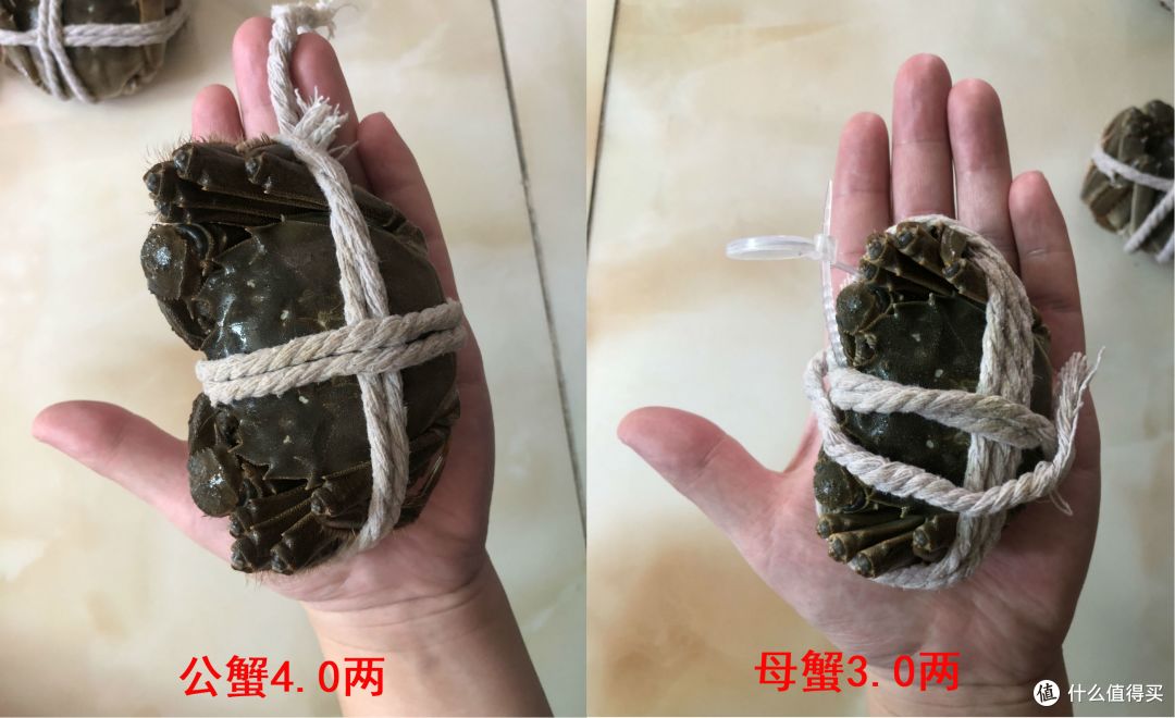 秋风响蟹脚痒今锦上1588型大闸蟹第一弹