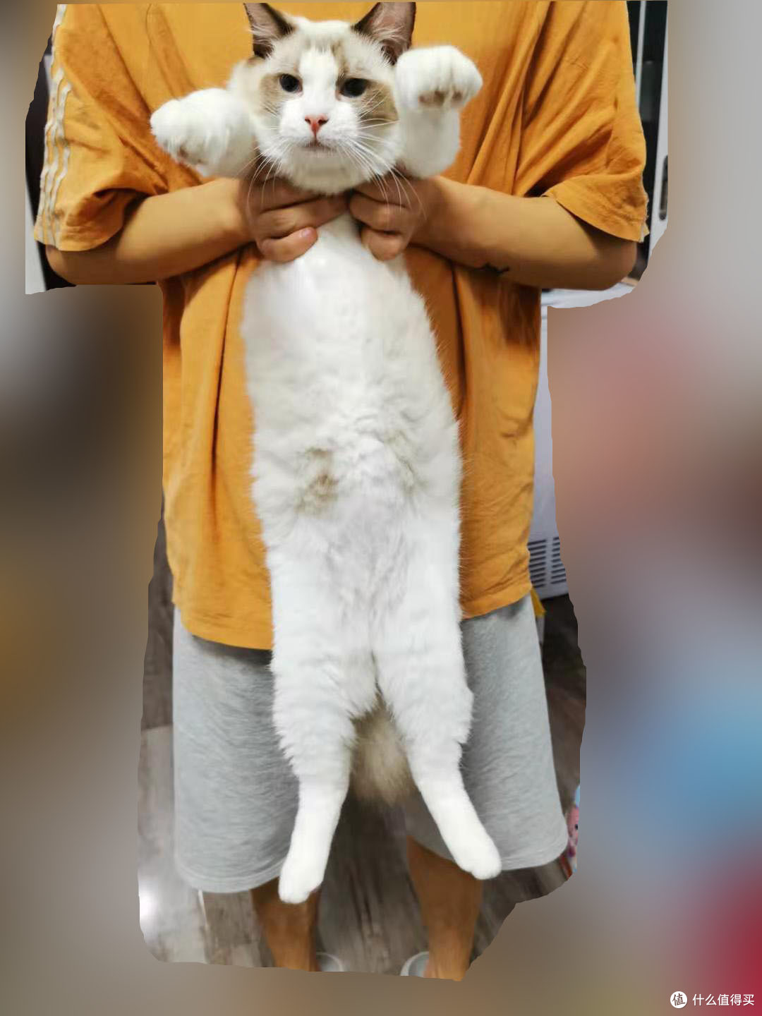 真实的猫的身长
