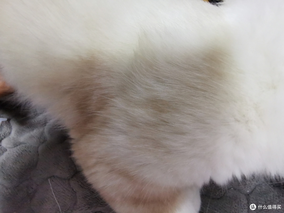 评测：千元级和万元级的猫实际使用体验如何？