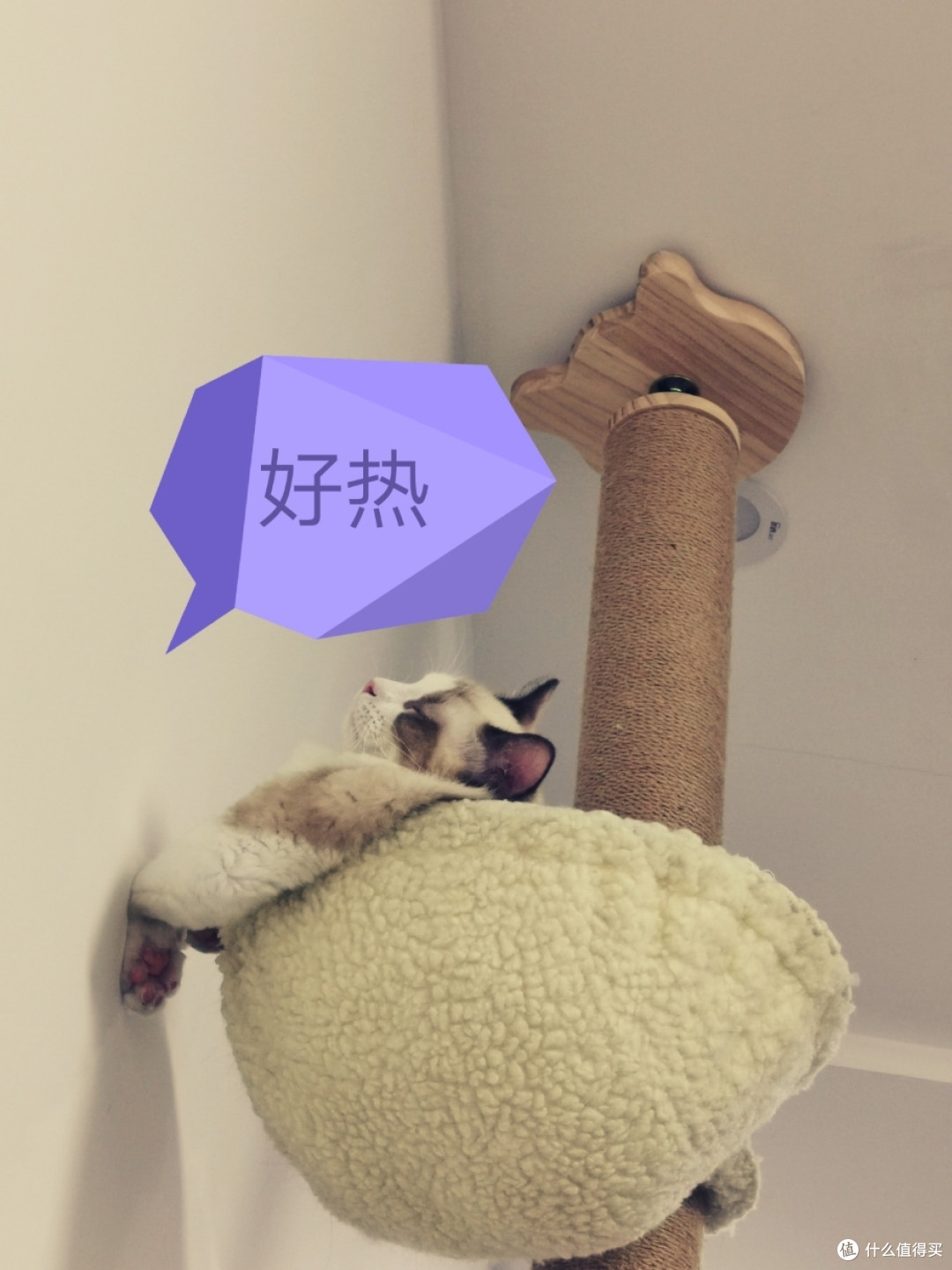 评测：千元级和万元级的猫实际使用体验如何？