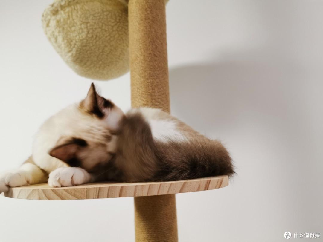 评测：千元级和万元级的猫实际使用体验如何？