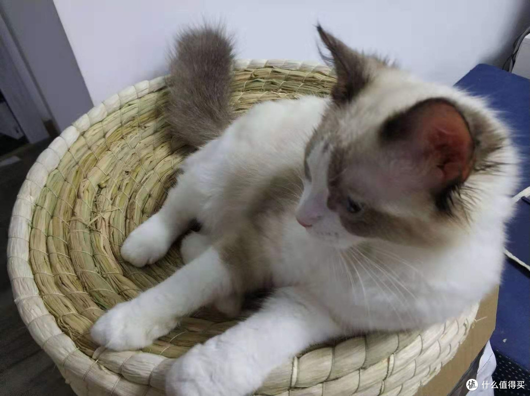 评测：千元级和万元级的猫实际使用体验如何？