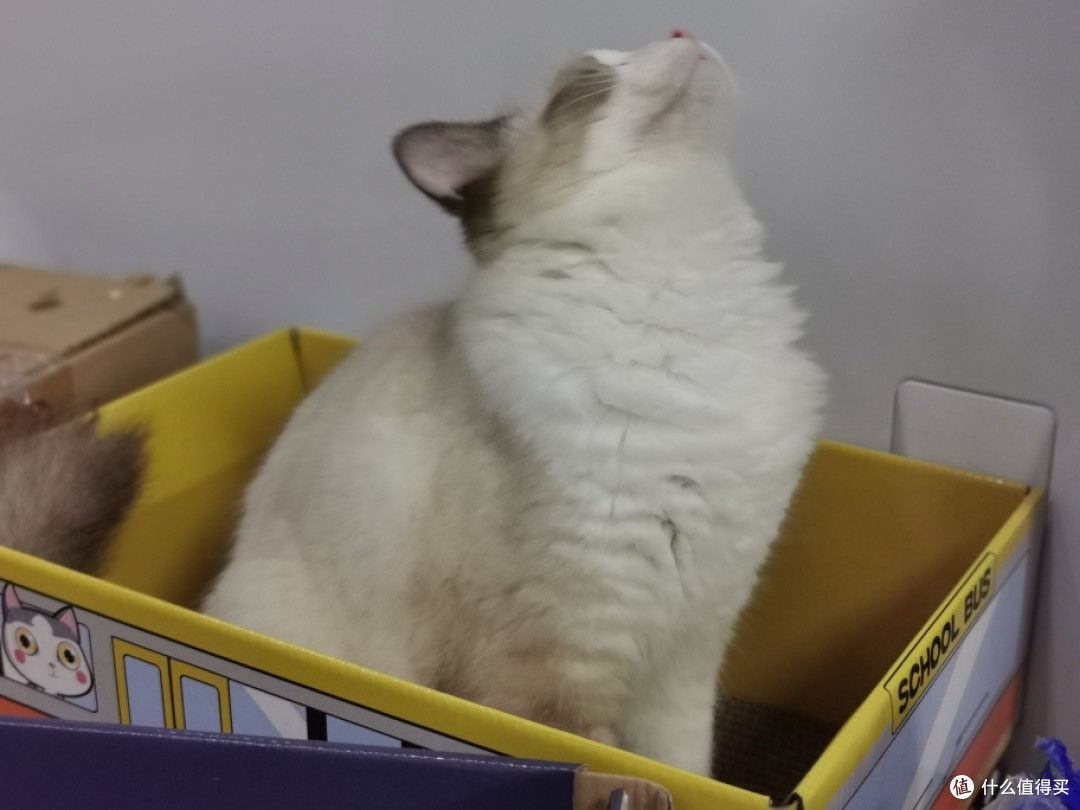 评测：千元级和万元级的猫实际使用体验如何？