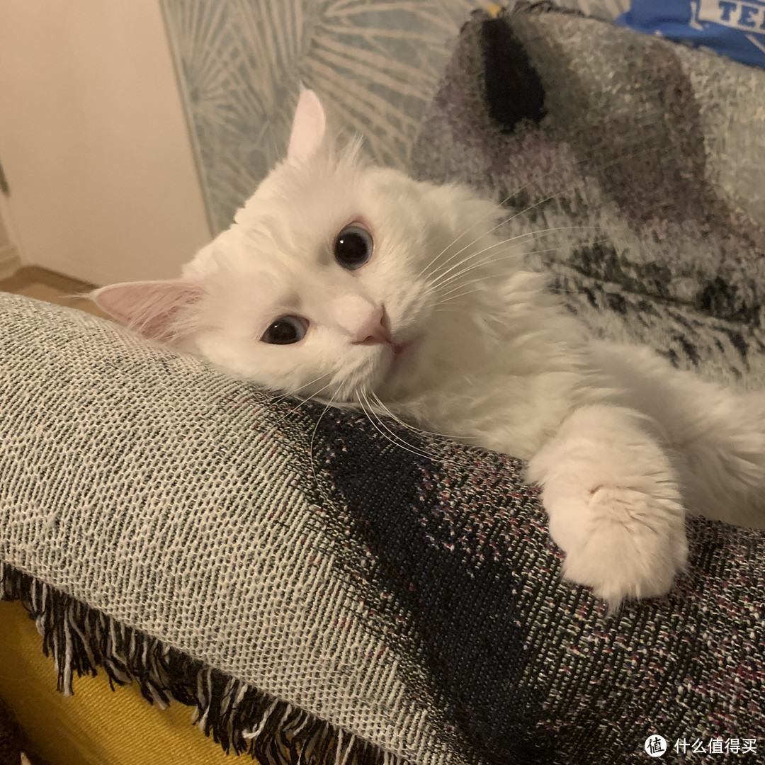 捡来的“绝世美颜”:流浪猫狮子的逆袭之路(最后多猫片慎入)