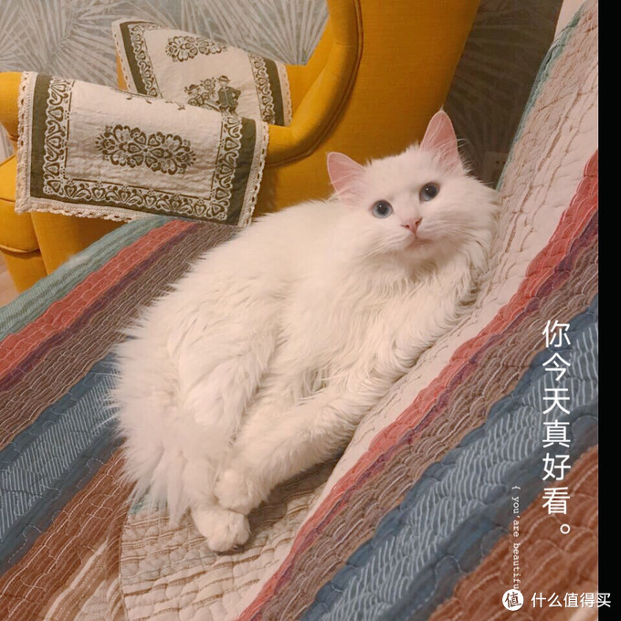 捡来的“绝世美颜”：流浪猫狮子的逆袭之路（最后多猫片慎入）