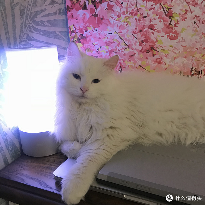 捡来的“绝世美颜”：流浪猫狮子的逆袭之路（最后多猫片慎入）