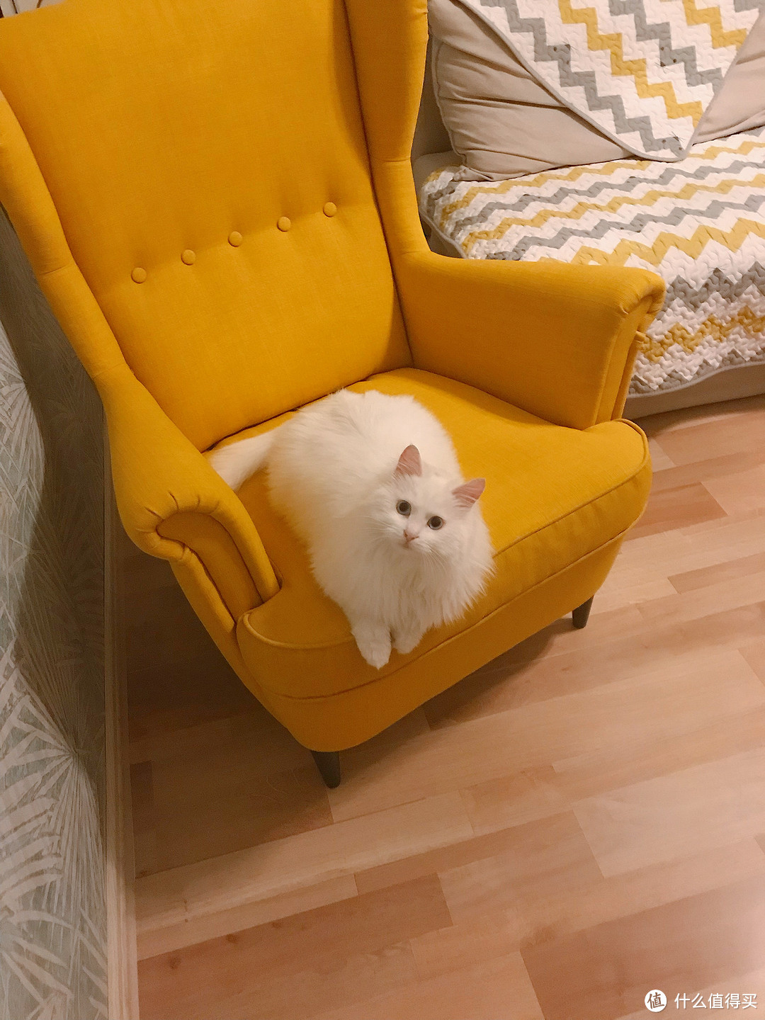捡来的“绝世美颜”:流浪猫狮子的逆袭之路(最后多猫片慎入)