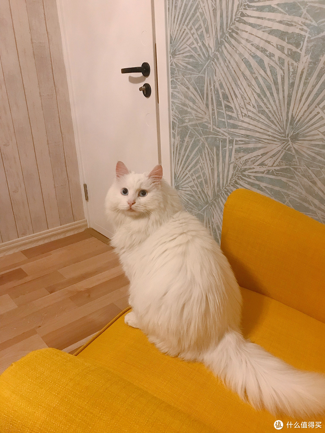 捡来的“绝世美颜”:流浪猫狮子的逆袭之路(最后多猫片慎入)