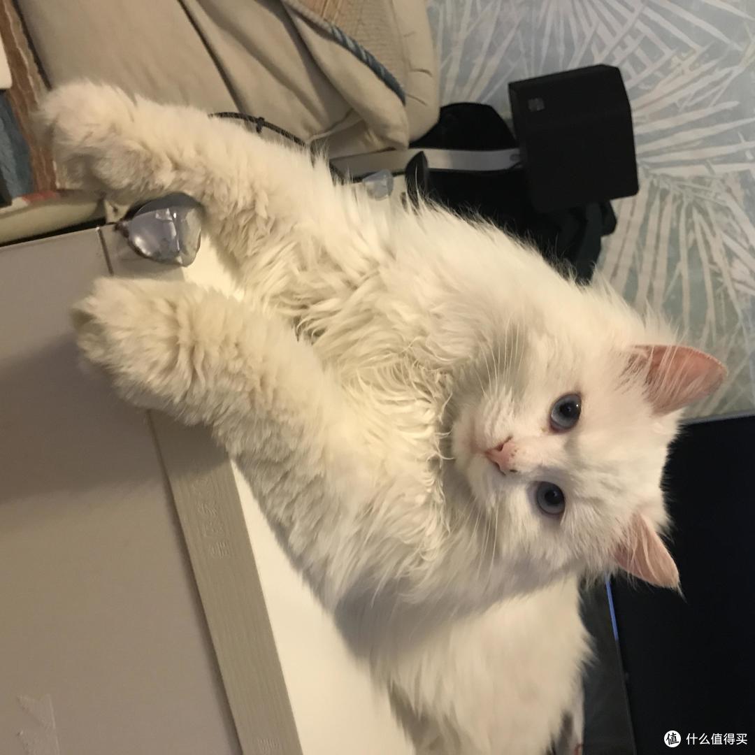 捡来的“绝世美颜”:流浪猫狮子的逆袭之路(最后多猫片慎入)