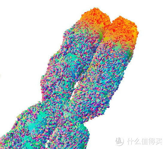 橘红色部分为染色体端粒