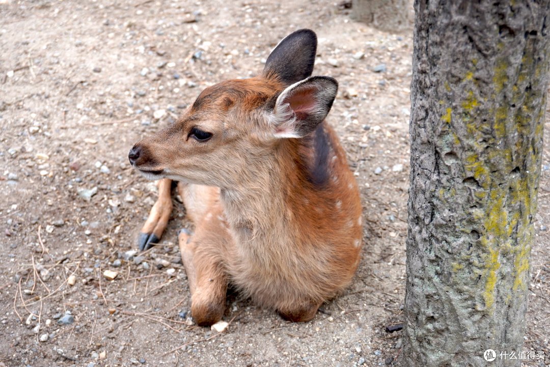 也有小鹿宝宝,比较害羞不太主动8815