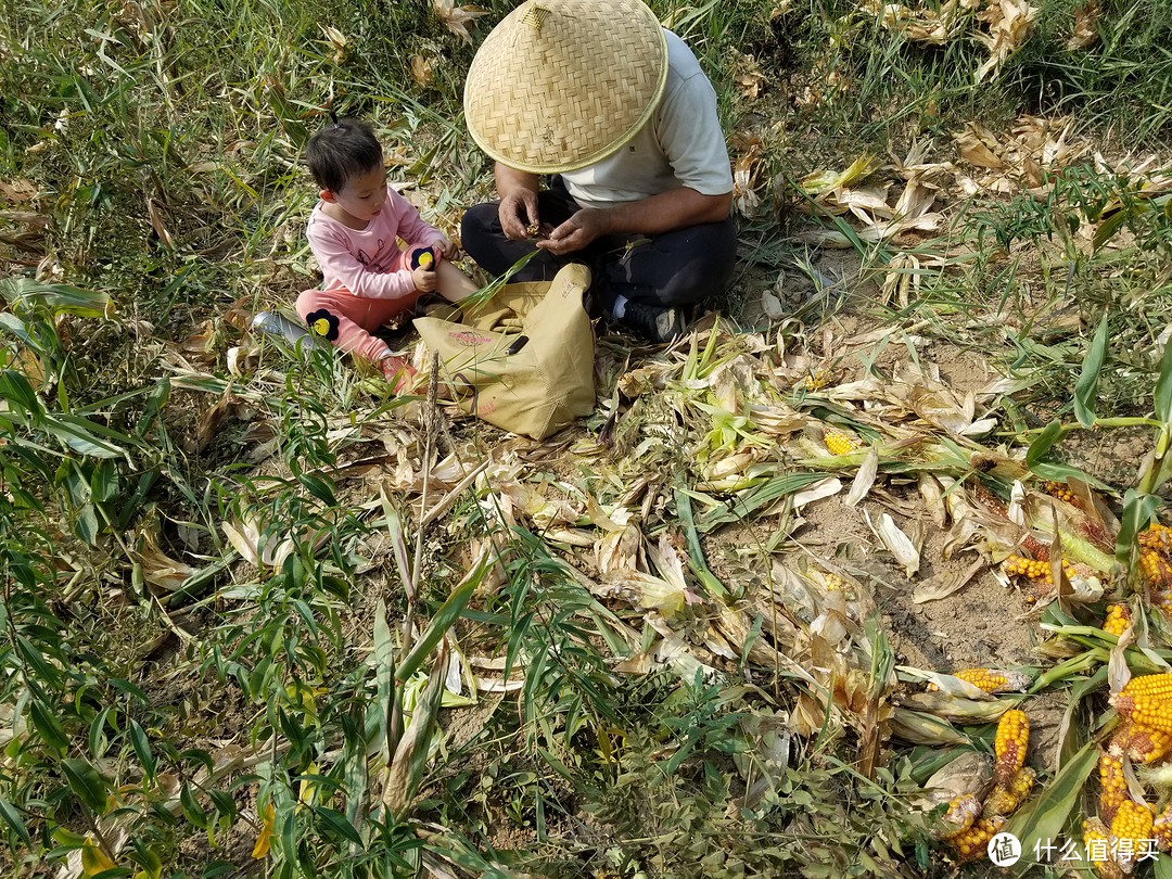 国庆假期----组团开荒玉米地副本