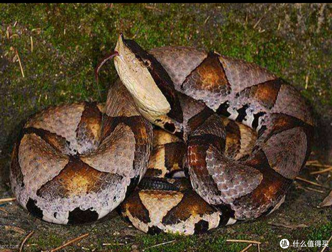 尖吻蝮蛇(图片来源于网络)