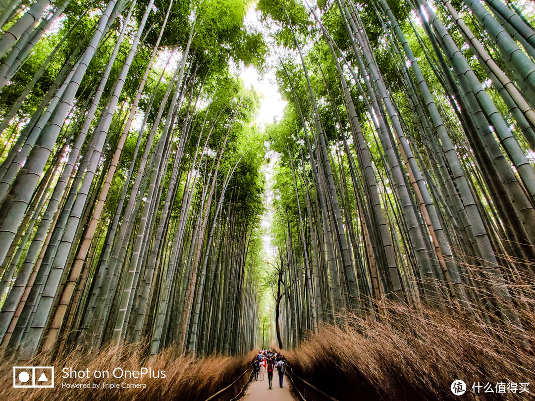 嵯峨野竹林密道