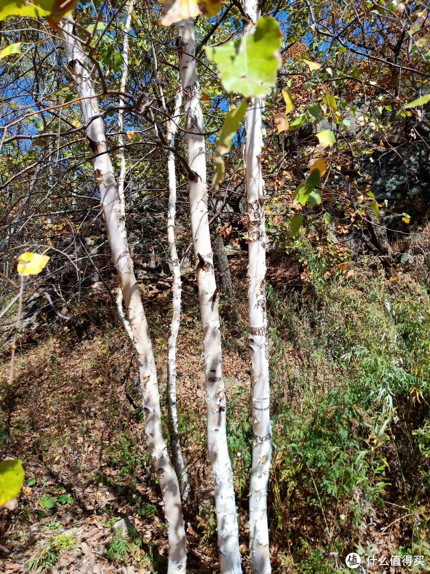 十一周边游--小黄山看五花山