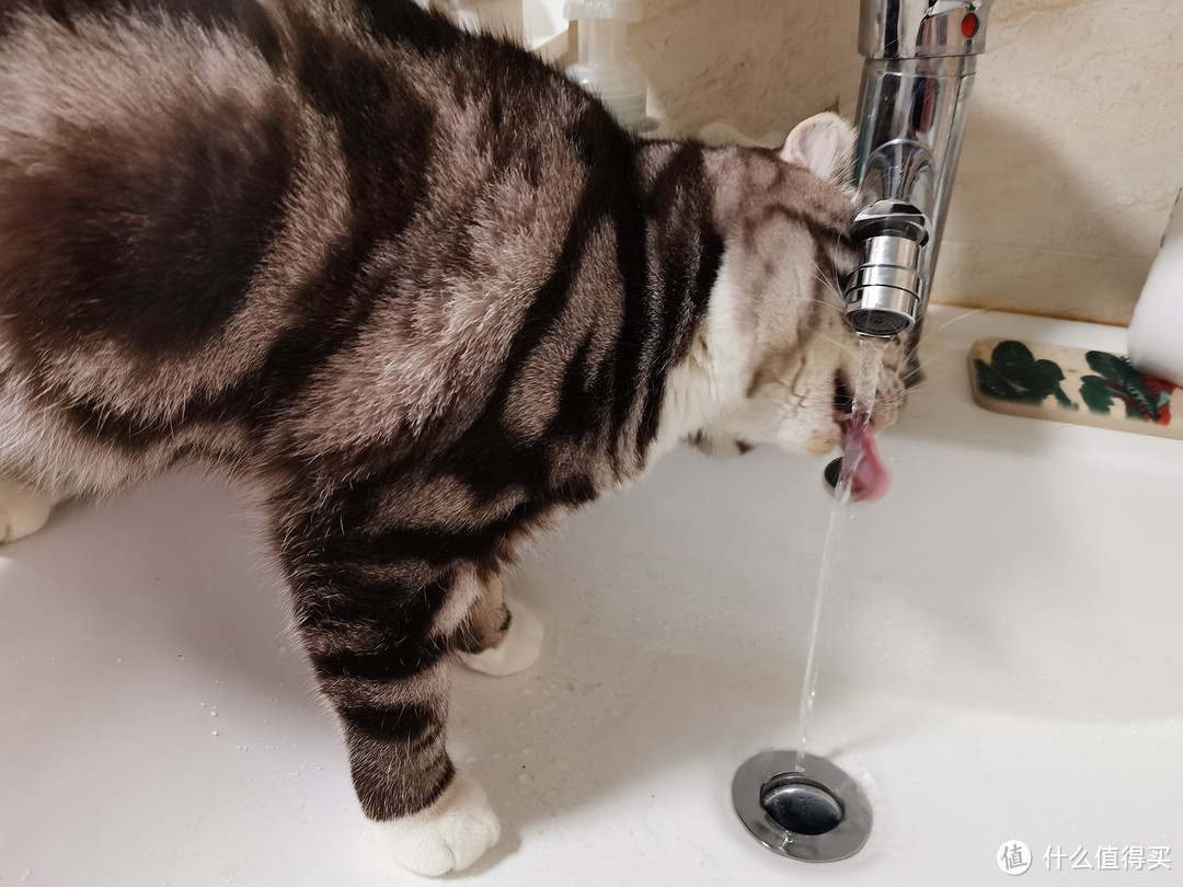 “喵，多喝水！”——霍曼 猫咪/宠物智能饮水机