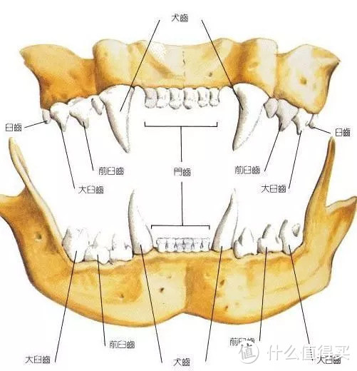 猫咪的牙齿
