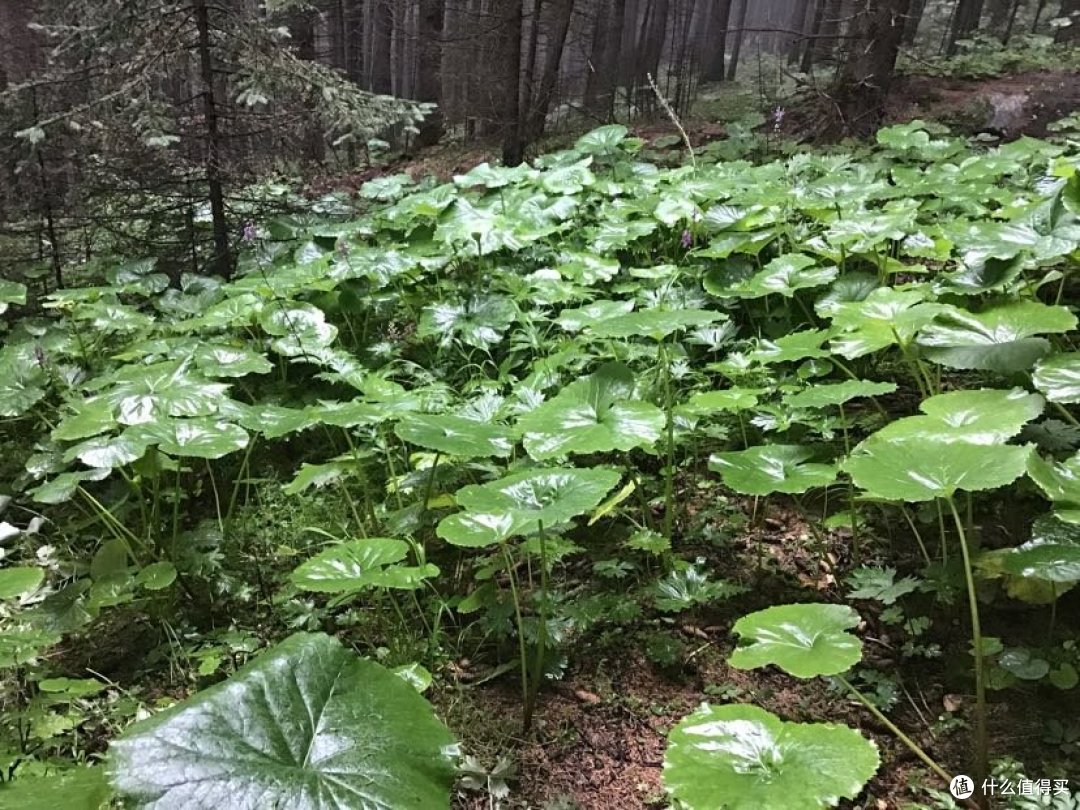 芦芽山之行(多图)