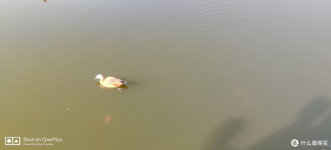 ▲落日余晖映照的鸭子