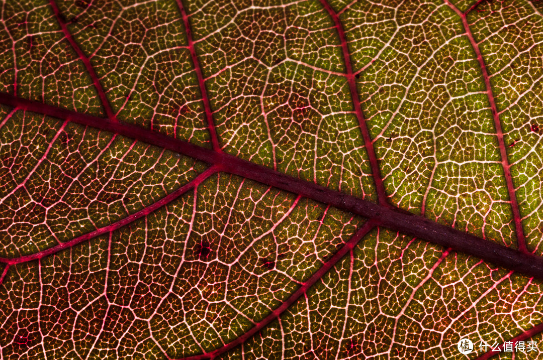 2016年 Tokina 100mm F2.8 Macro 微距，树叶的纹理