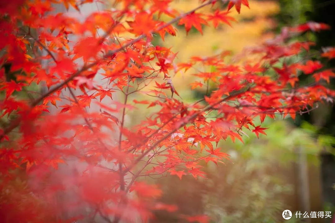 秋季的日本只有赏枫这一个选项吗？当然不是！