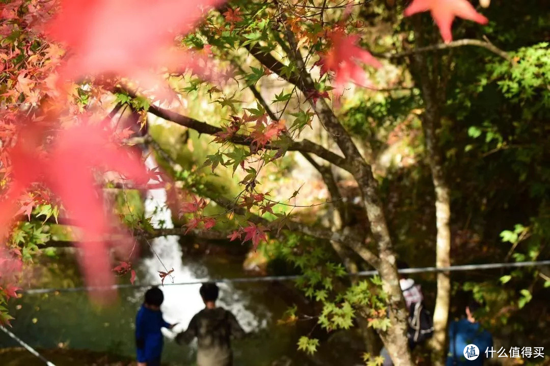 秋季的日本只有赏枫这一个选项吗？当然不是！